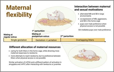 What can challenging reproductive contexts tell us about the rat’s maternal behavior?